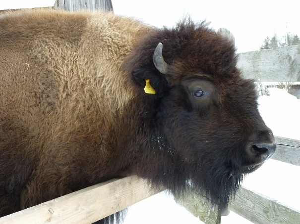 6 destinations pour côtoyer les animaux en hiver