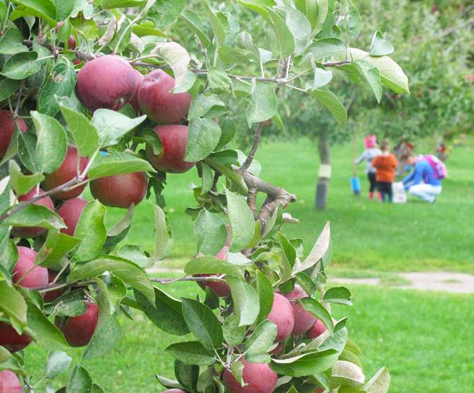 8 vergers à découvrir cet automne