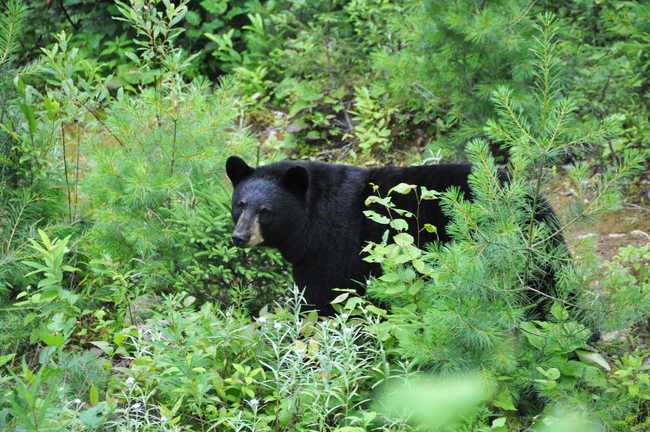 Randonnée : comment réagir face à un animal sauvage?