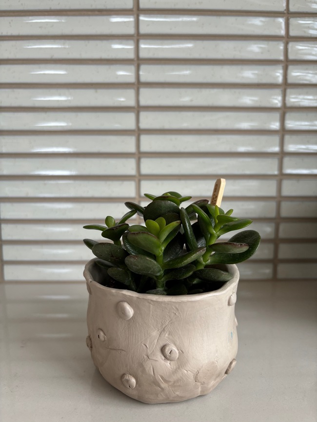 plante grasse dans un pot d'argile fait maison