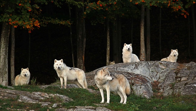 Parc-omega-Outaouais