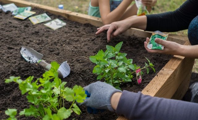 Potager-dans-un-bac-vifa-magazine