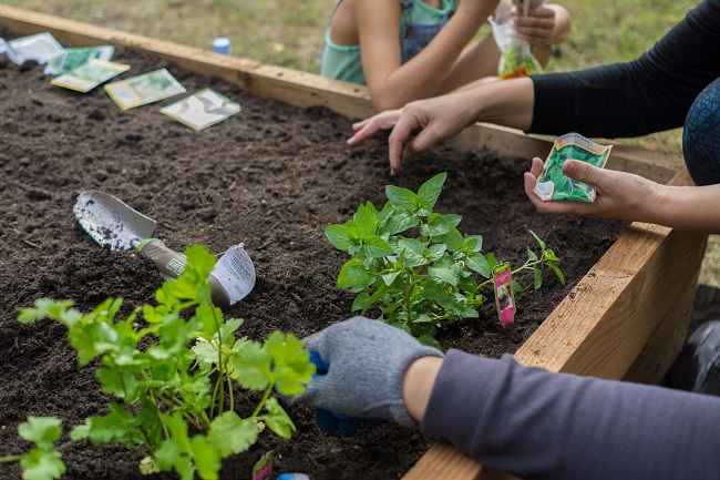 Potager-dans-un-bac-vifa-magazine