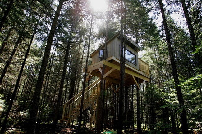 cabane dans les arbres
