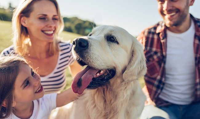 Randonnee-pedestre-avec-son-chien-sentiers-coups-de-cœur