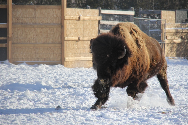 bison hiver