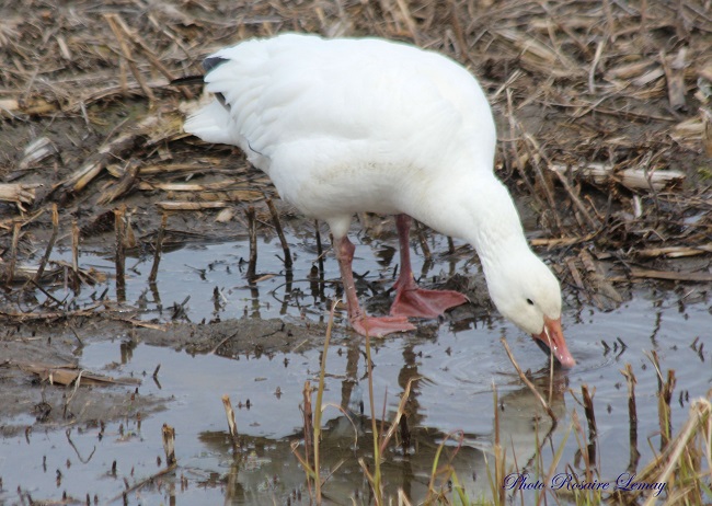 Observation des oies des neiges (oies blanches)