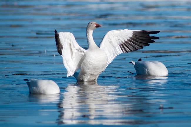 Où observer les oies blanches ce printemps?