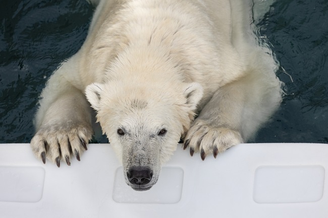 Ours blanc